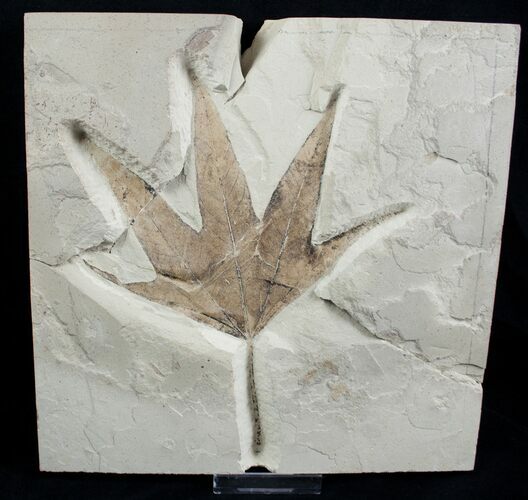 Large Fossil Sycamore Leaf - Green River Formation #2114